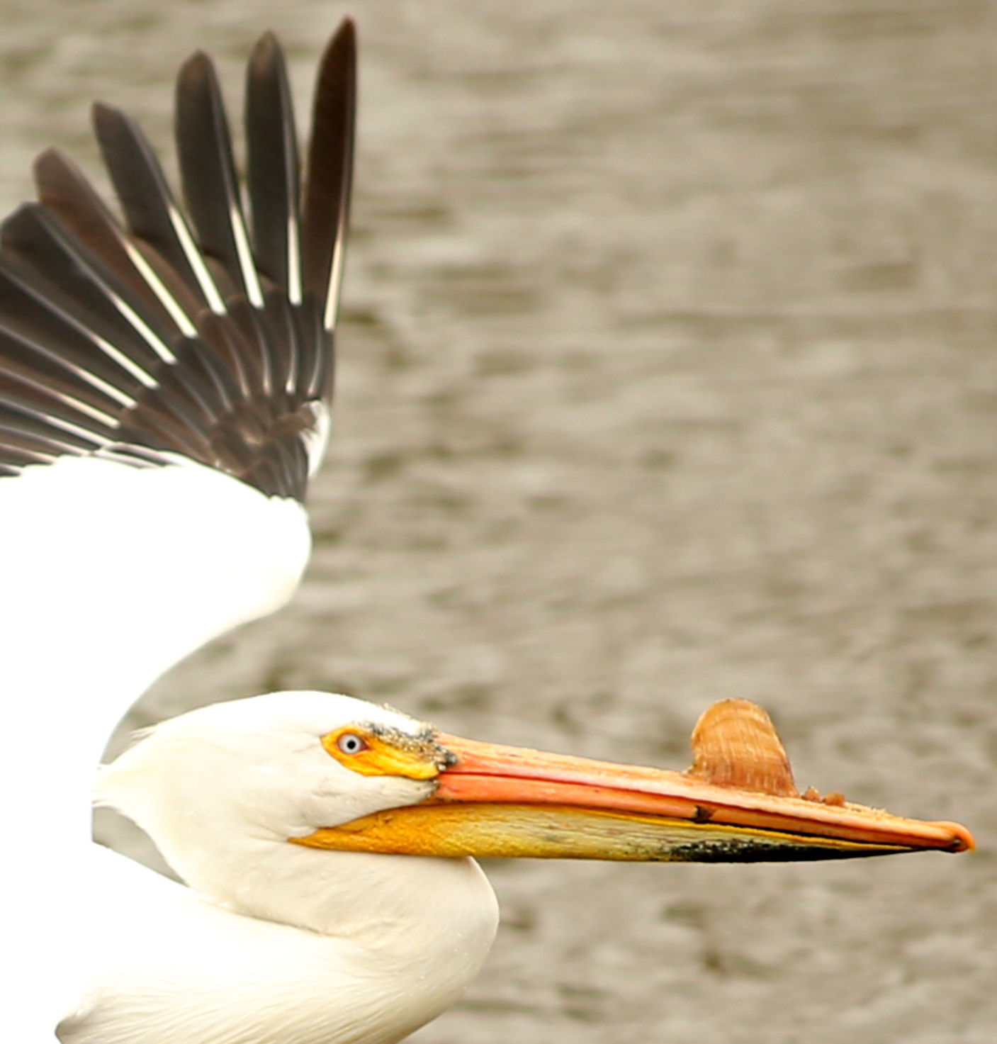 Sylvan pelican